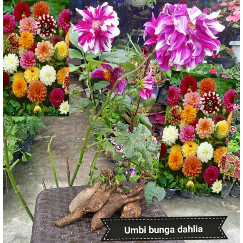 Umbi bunga dahlia