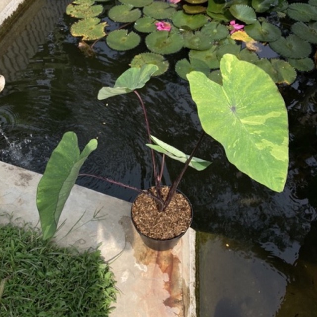 Colocasia Lime Gecko