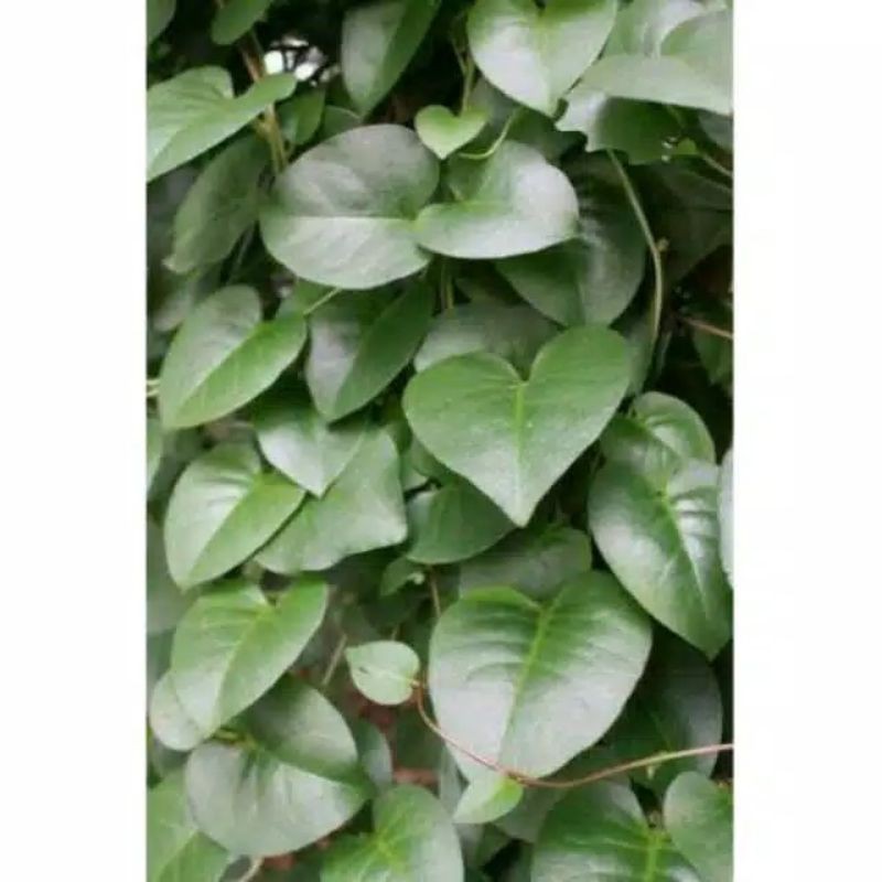 

Daun Binahong Hijau fress per lembar