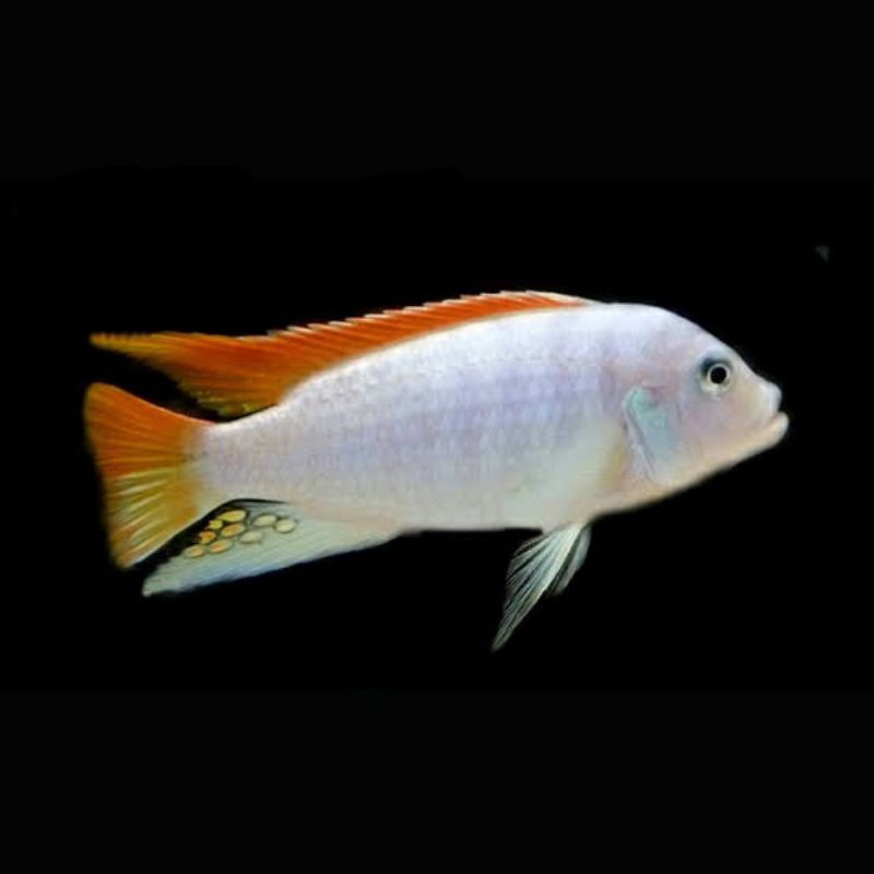 Metriaclima Greshakei Albino Malawi Mbuna