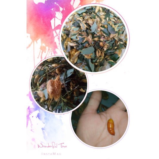 PELOR/ENTUNG/KEPOMPONG ALPUKAT SPECIAL BAWAL/LELE