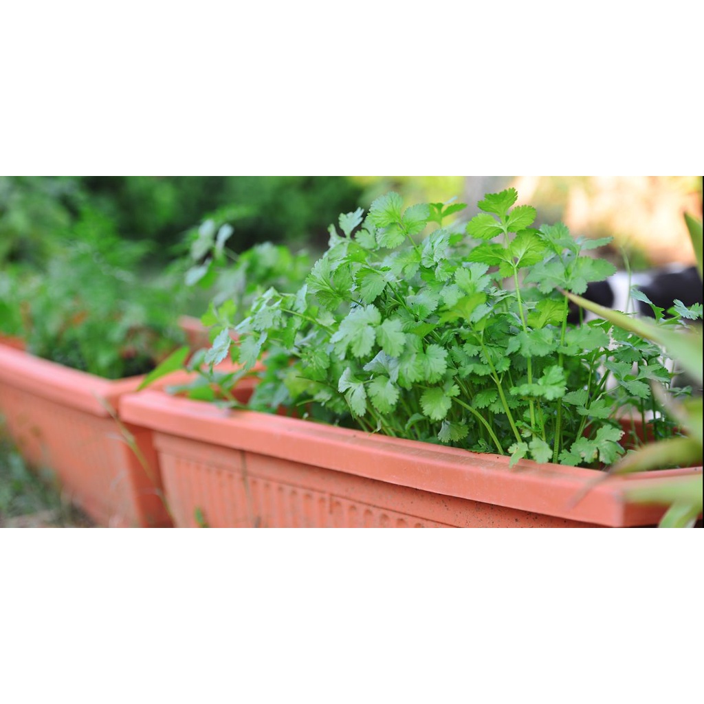 [BENIH UNGGUL] Benih/Bibit/Biji/Seed Daun Ketumbar | Coriander | Cilantro-2