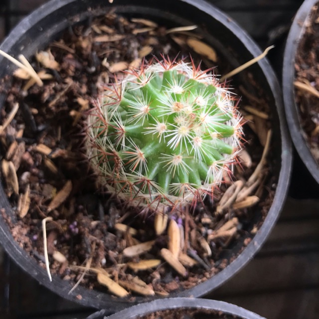  Kaktus  MURAH cactus  cantik kaktus duri merah  puith 