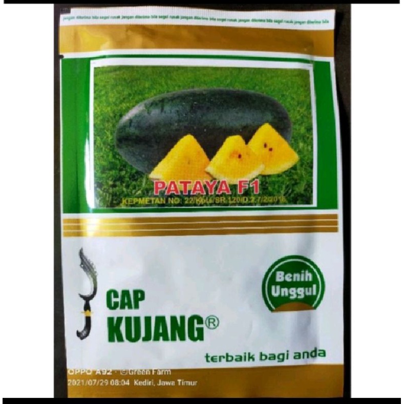 Semangka Cap Kujang Pataya F1 20gr Hibrida Original Pabrik Semangka Inul