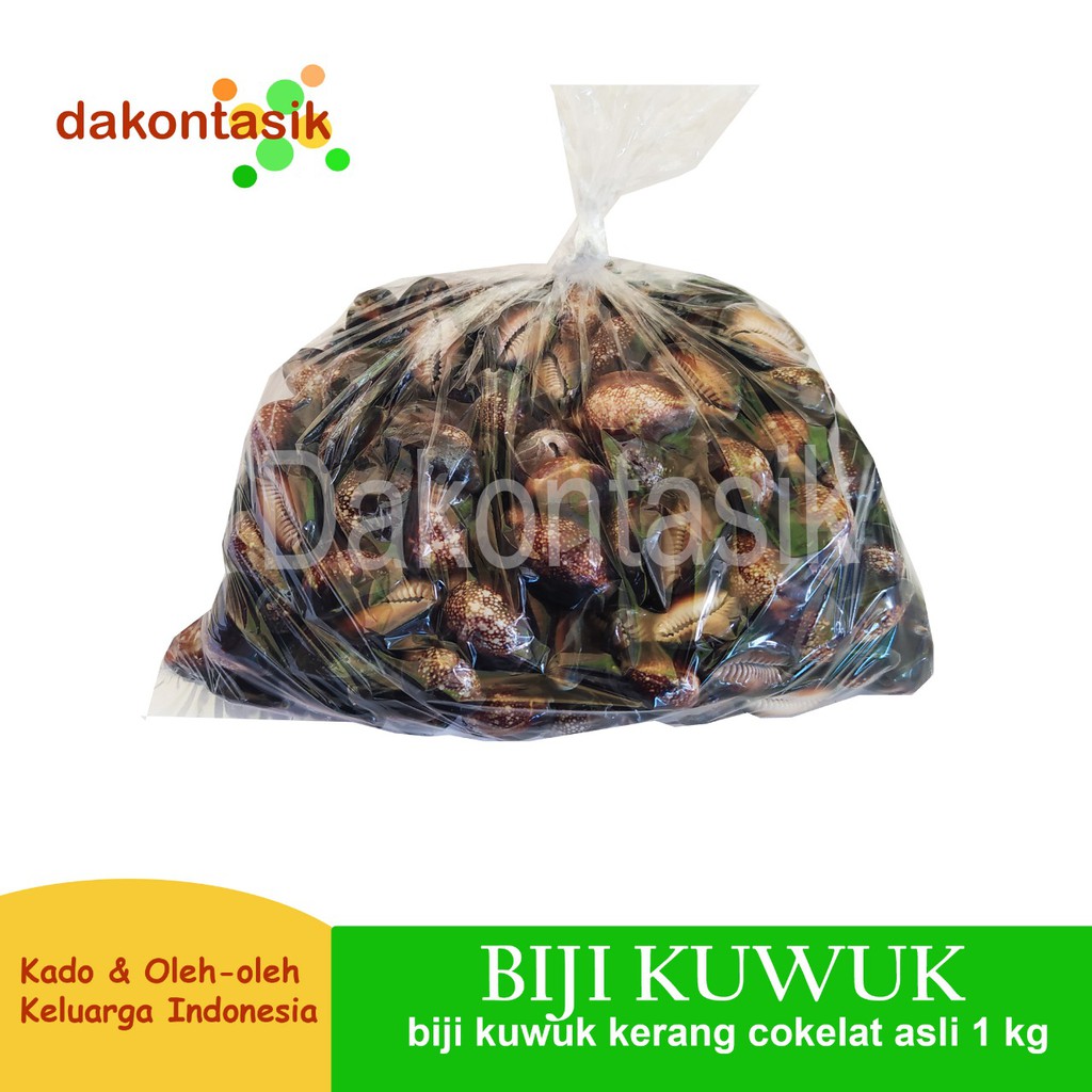 dakontasik - Biji Kuwuk Cokelat Kerang Asli 1 kg