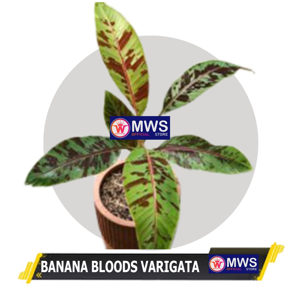 BANANA BLOODS PISANG VARIGATA TANAMAN HIAS ( MWS OFFICIAL STORE )