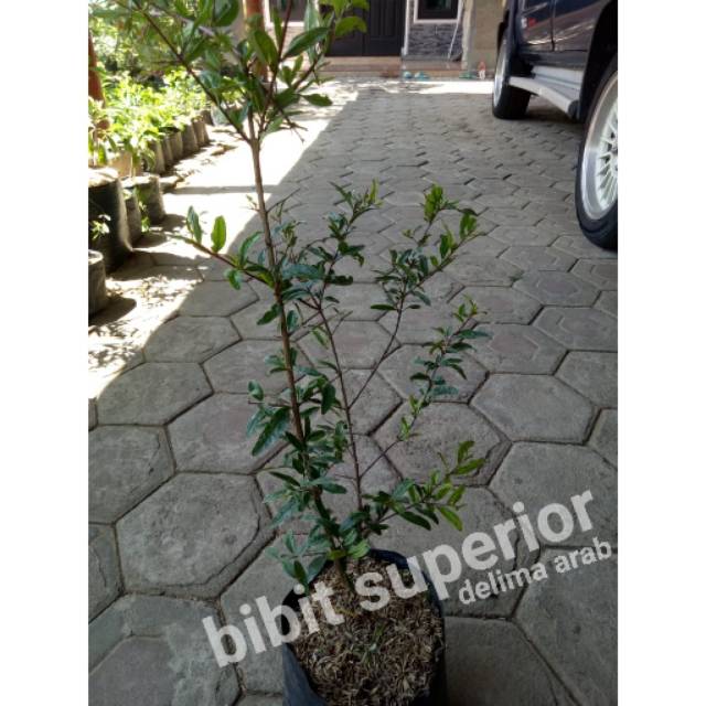 BIBIT BUAH DELIMA ARAB