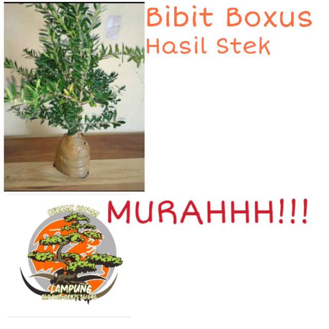 Bibit Boxus