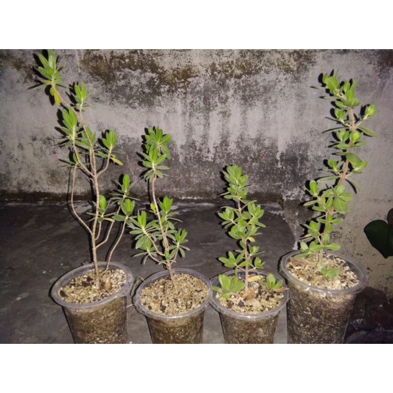 bibit santigi karang