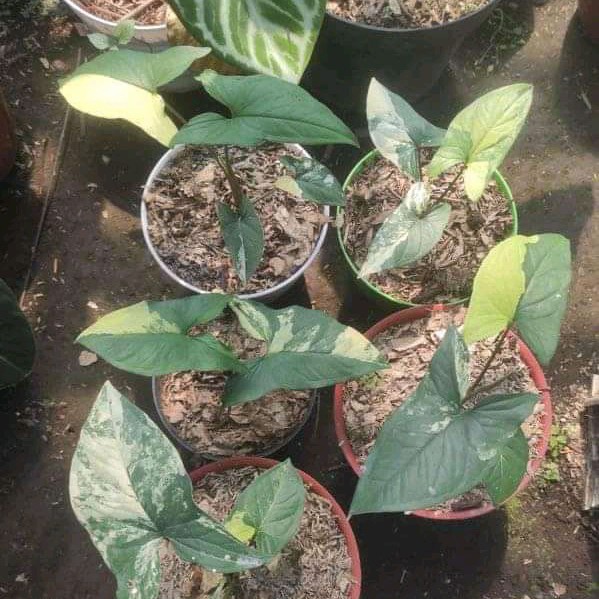 tanaman hias syngonium variegata kuning