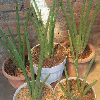 SANSEVIERIA DESERTI 20-40 CM SEKARJAGADJOGJA LIDAH MERTUA TANAMAN HIAS ANTI POLUTAN RADIASI DEKORASI