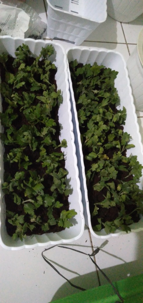 Tanaman Hias Bibit Bunga Krisan Paket 65 Pcs