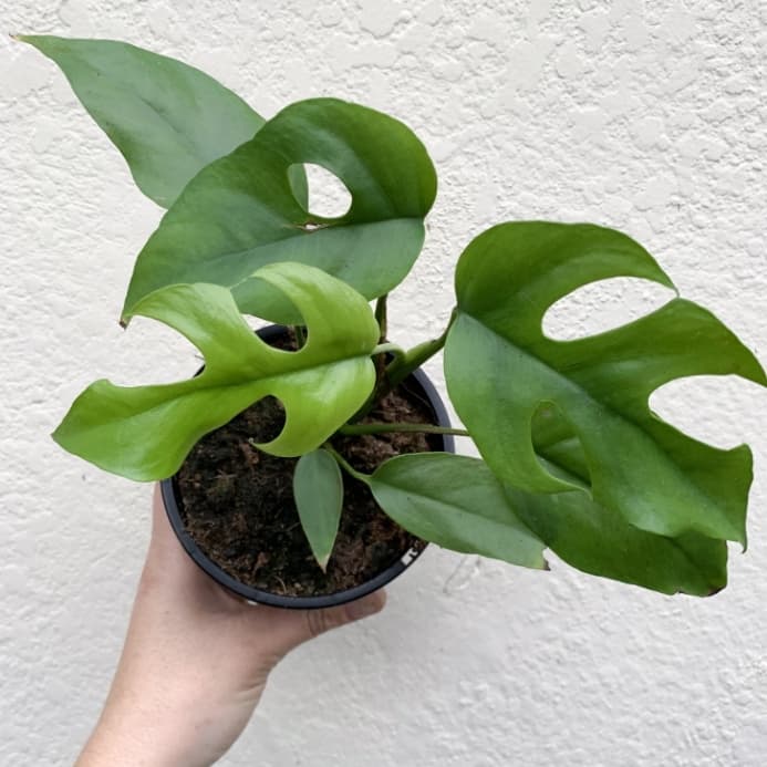 Tanaman Hias Philodendron Monstera Rhapidopora - Rhapidopora pertusa