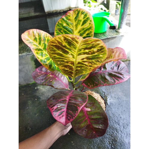 tanaman hias bunga puring langka bunga puring koleksi puring moonlight