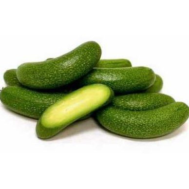 UNGGULAN BIBIT TANAMAN ALPUKAT TANPA BIJI