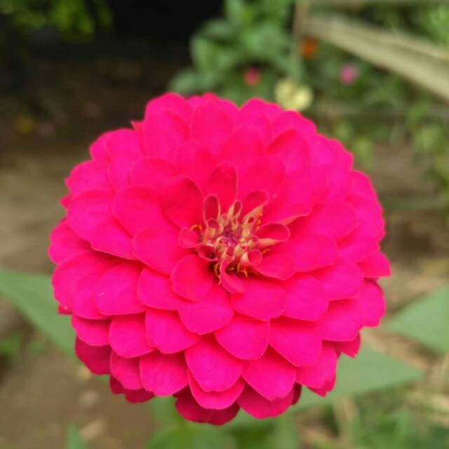 rismaseptianyhamid
