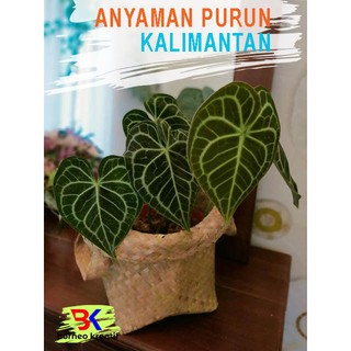  Grosir  Bakul Cover Pot  Anyaman Purun size S Shopee 