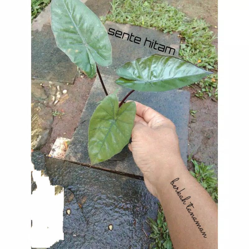 bibit tanaman hias sente hitam - sente hitam