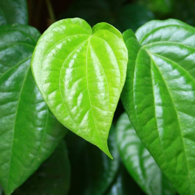 

Daun Sirih langsung petik perlembar
