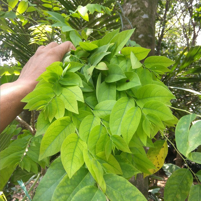 

daun pucuk ceremai-daun herbal-daun obat kemasan 500 gram