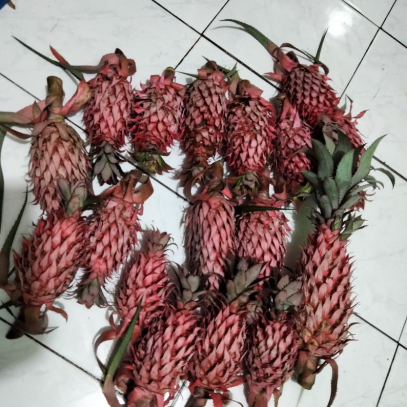 

nanas merah muda di kupas nanas hutan