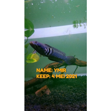 PAKAN IKAN CHANNA BLUE PULCHRA JOSS