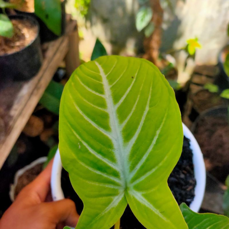 alokasia xanthosoma lindenii