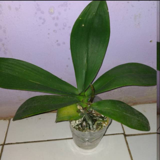 TANAMAN HIAS ANGGREK BULAN KNOP JUMBO / Anggrek bulan spike