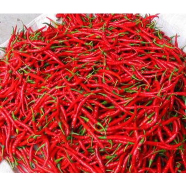 

Cabe Cabai Merah Keriting 250 gram