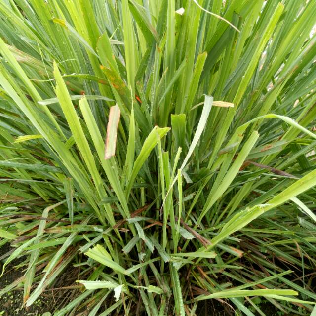 

Batang daun serai 250gr