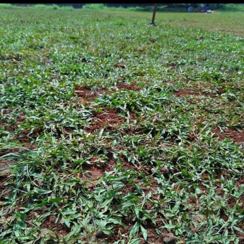 bibit rumput gajah biasa ukuran 30cmx30cm