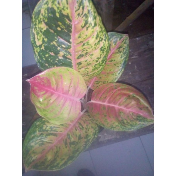 Aglonema Big Papa Mutasi Real Pict