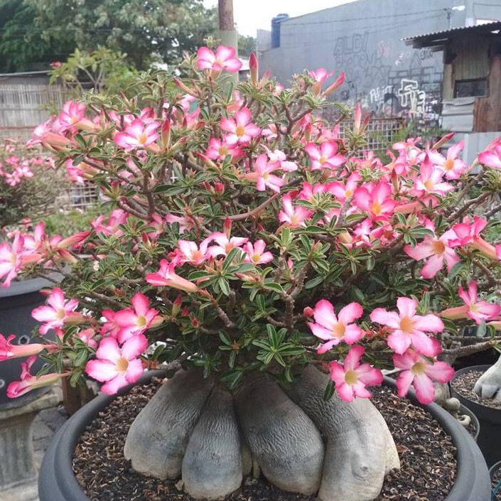 Bibit Benih Biji Adenium Cabser Cabang Seribu Import Isi 10 Biji