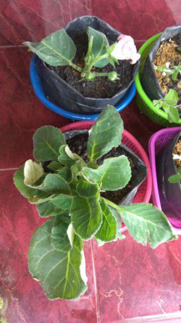 Tanaman Hias - Bibit Bunga Gloxinia