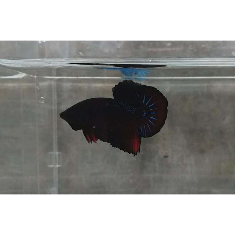 cupang jenis avatar vampire