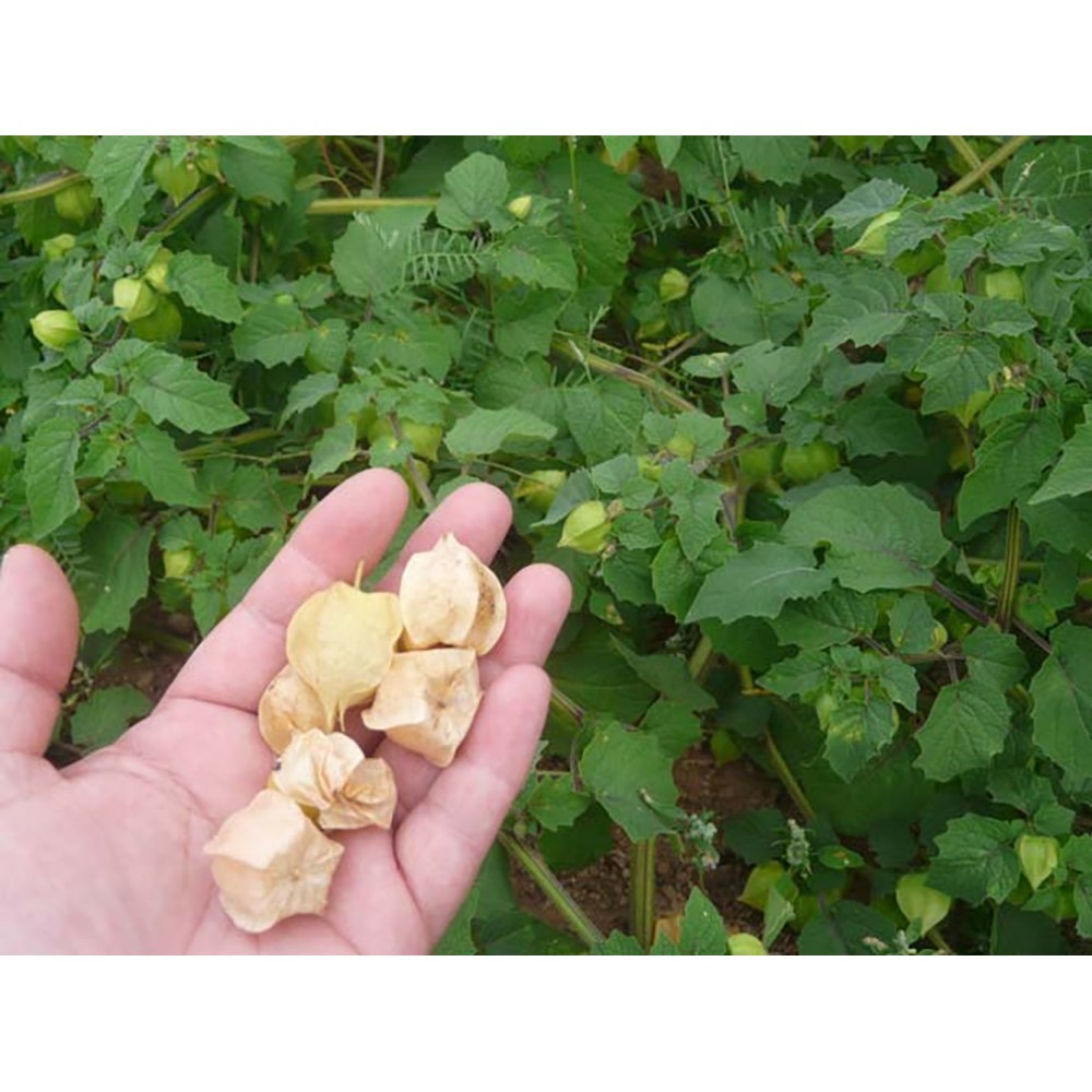 Benih-Bibit Ciplukan Kuning Ground Cherry (Haira Seed)