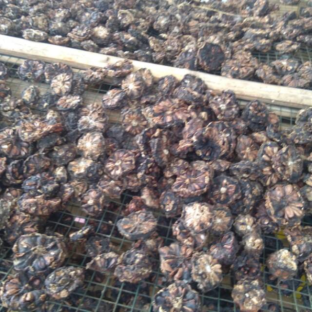 Buah mengkudu kering