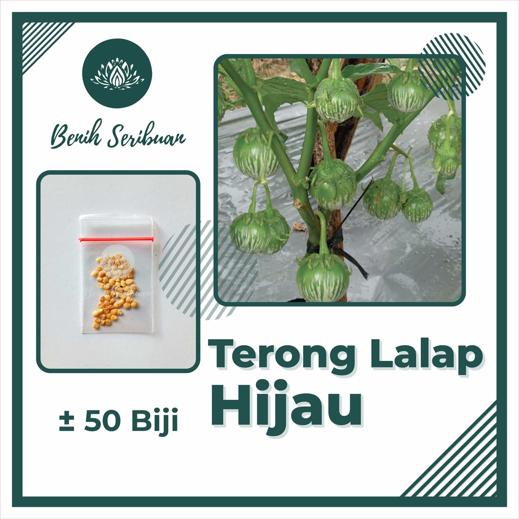 TERMURAH Bibit Sayuran Benih Sayur Paket Lengkap Tanaman Hidroponik Kangkung Bayam Cabe Sawi Unggul-TERONG LALAP HIJAU