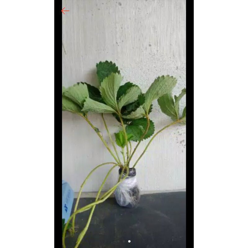 

bibit stroberi California jumbo