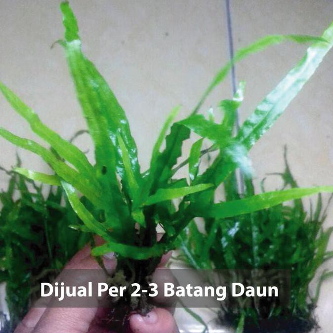 Best Seller Kadaka Trident Microsorum Pteropus Tanaman Aquascape Termurah