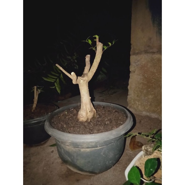 bahan bonsai anting putri mame