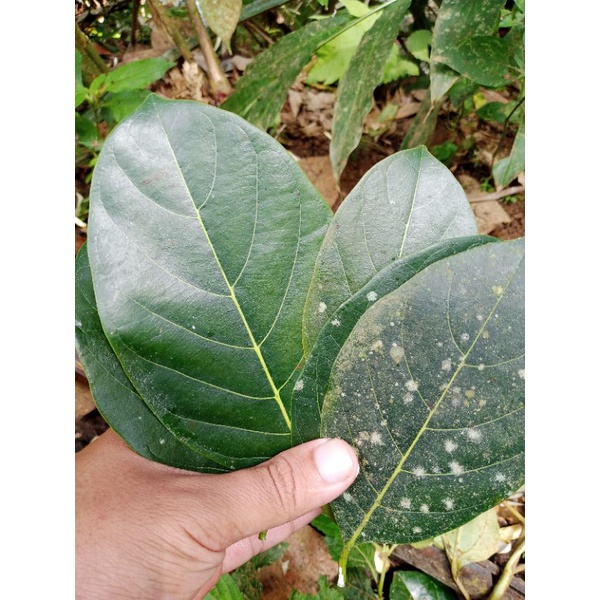 

DAUN NANGKA SEGAR [300gram]