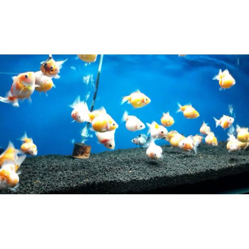 ikan hias koki mutiara