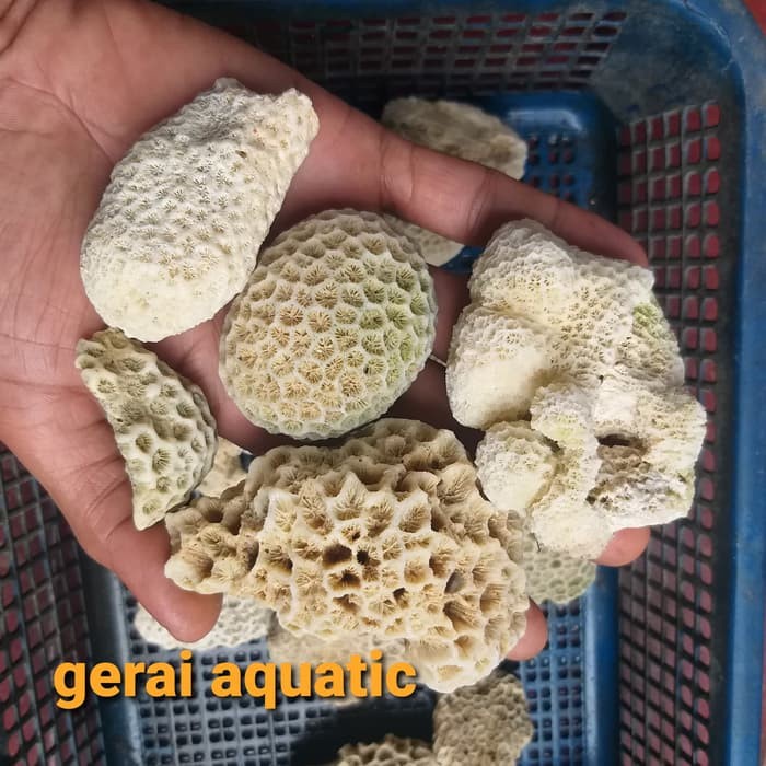 karang laut karang kancing ukuran s aquarium