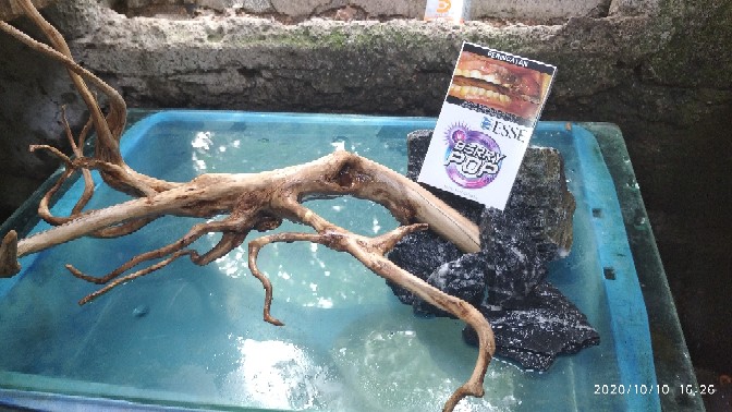  sticker  burem buram sandblast  aquarium  aquascape Shopee 