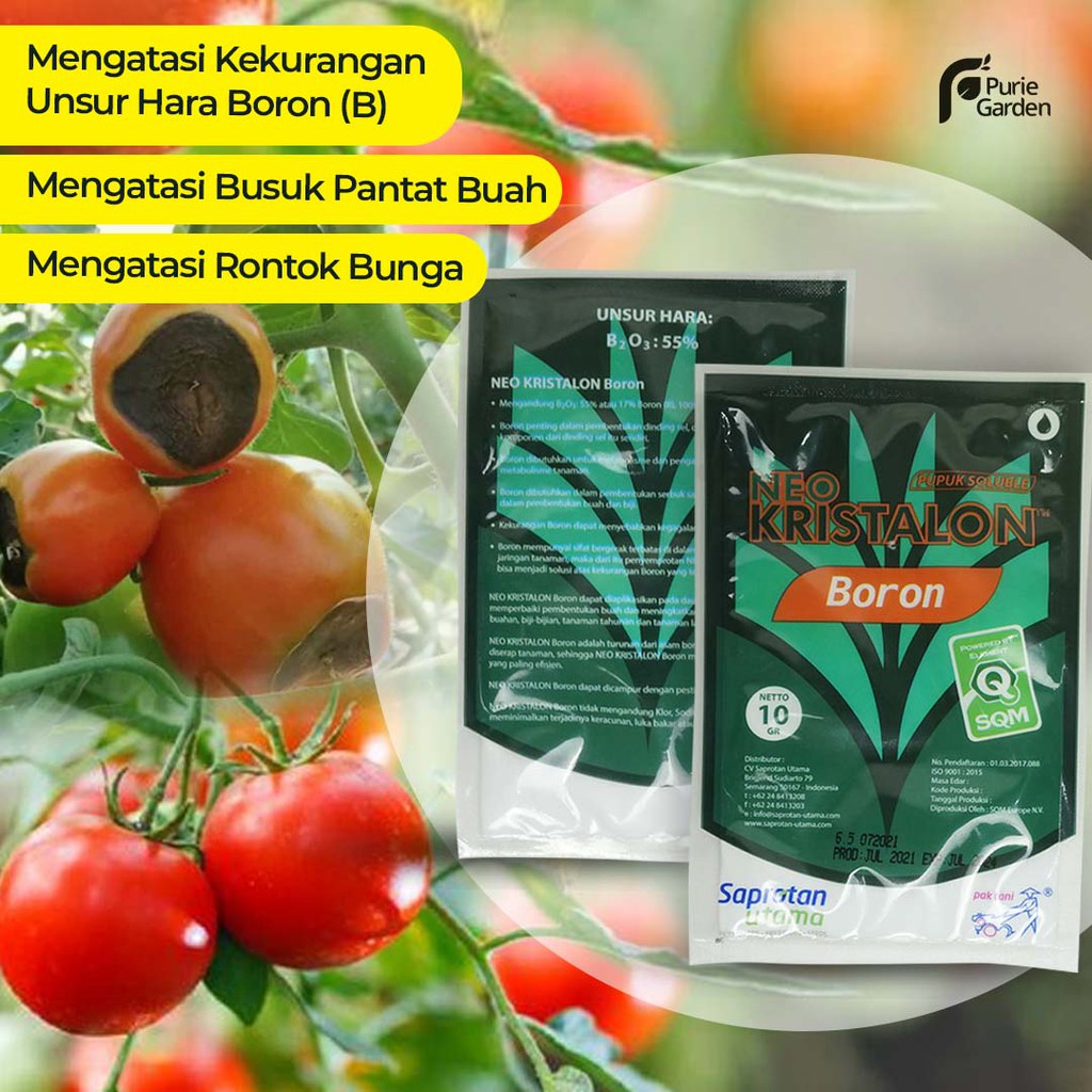 CUCI GUDANG Pupuk Mengatasi Busuk Pantat Buah Neo Kristalon Boron 10 gram Pak Tani PG KDR