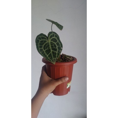 King Clarinervium (Tarantula) Titik Merah Ori size (remaja-dewasa)