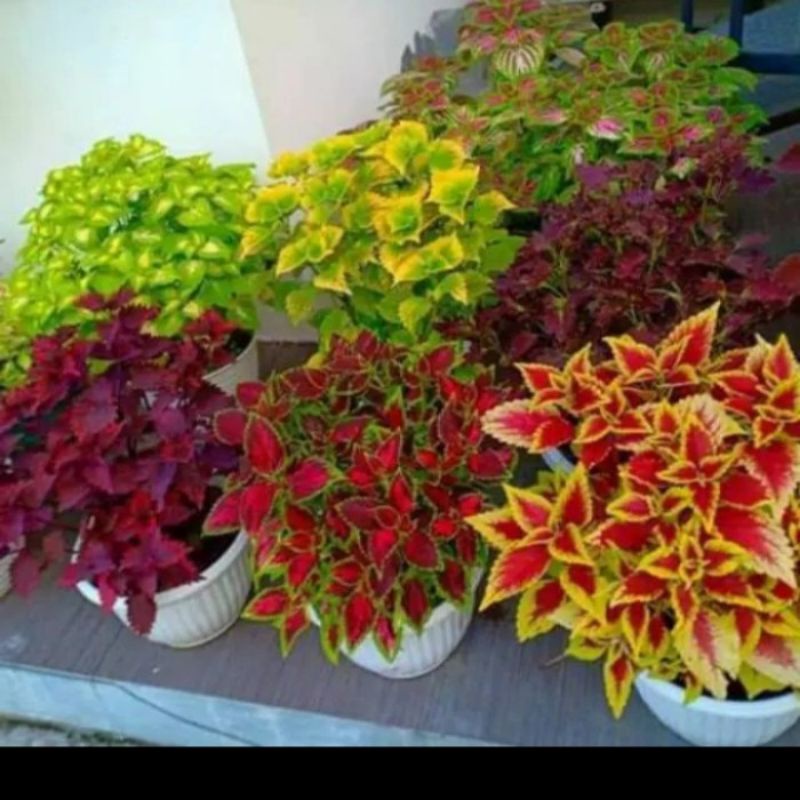 paket 5 macam jenis bunga hias miana