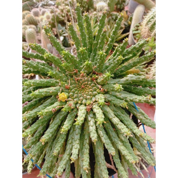 Kaktus sukulen Caput Medusa