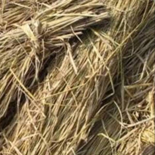 JUAL JERAMI PADI KERING - Untuk Kelinci dan Dekorasi-1